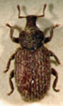  Ctenomyophila sp. 1