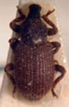  Hormops brasiliensis