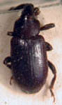  Hormops bruchianus