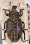  Hormops striatus striatus