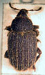  Hormops striatus