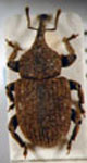  Spermologus sp. 2 