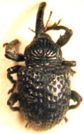  Chalcodermus bondari