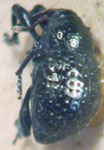  Chalcodermus metallinus