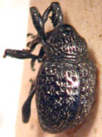  Chalcodermus niger 