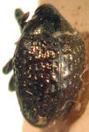  Chalcodermus ovatulus