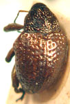  Chalcodermus pseudenedrus