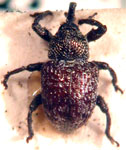  Chalcodermus roricatus