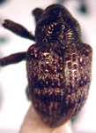  Chalcodermus subnitens