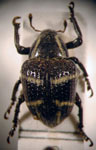  Sternechus subsignatus