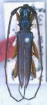  Distenia (Basisvallis) cyaneipennis