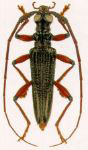  Novantinoe guyanensis