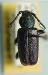 Callidium angustipennis