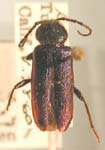 Callidium californicum