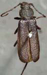 Callidium cicatricosum