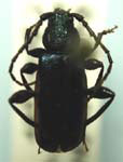 Callidium frigidum