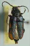 Callidium hoppingi