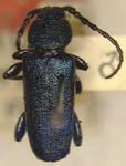 Callidium juniperi