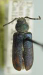 Callidium powelli