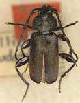 Callidium pseudotsugae