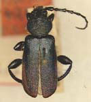Callidium schotti