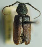 Callidium sempervirens