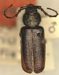 Callidium sequoiarium