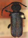 Callidium texanum