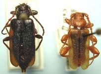 Callidium vandykei