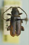 Callidium violaceipenne