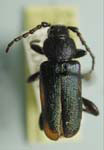 Callidium viridocyaneum