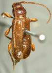 Phymatodes aeneus