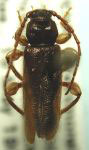 Phymatodes aereus