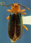 Phymatodes amoenus