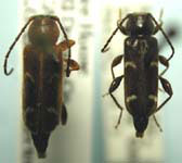Phymatodes decussatus