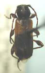 Phymatodes dimidiatus