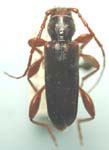 Phymatodes infuscatus