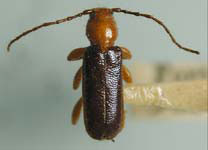 Phymatodes lengi