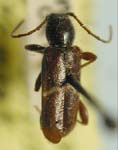 Phymatodes nigrescens