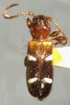 Phymatodes nitidus
