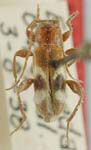 Phymatodes obliquus