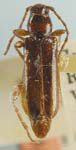 Phymatodes rainieri