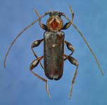 Phymatodes testaceus