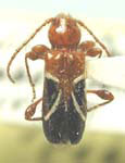 Phymatodes tysoni