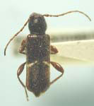 Phymatodes vulneratus