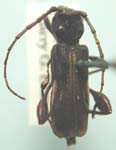 Physocnemum brevilineum