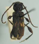 Physocnemum violaceipenne