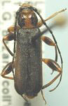 Poecilium lividum