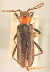 Pronocera collaris collaris