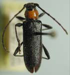 Pronocera collaris lecontei